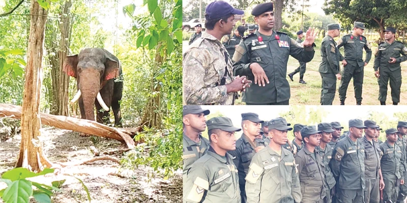 agbo-elephant-found-safe