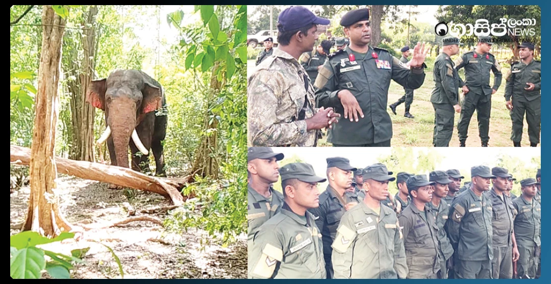 agbo-elephant-found-safe