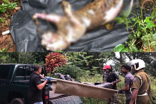 a-mysteriously-dead-mountain-tiger-is-found-in-a-well