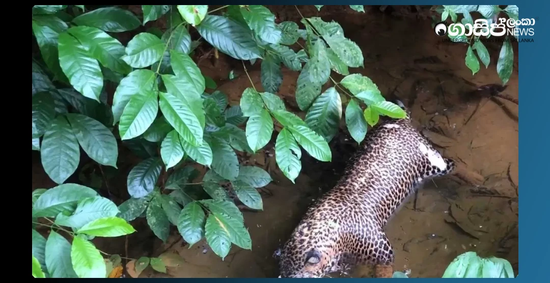 a-mysteriously-dead-mountain-tiger-is-found-in-a-well